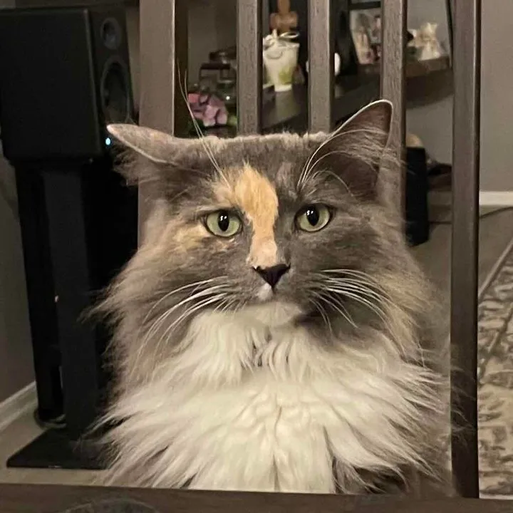 IPetKittens